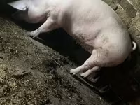 Säue, Schweine — Foto 1