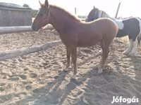 母马, Horses — 照片 1