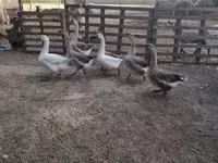 Ducks — Foto 4