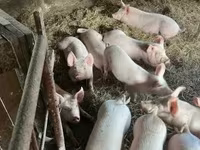 Eber, Schweine — Foto 3