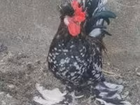 Chickens — 照片 6