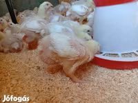Chickens — Foto 2