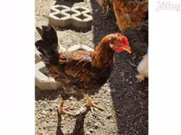 Chickens — الصورة 1