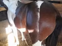 公马, Horses — 照片 5