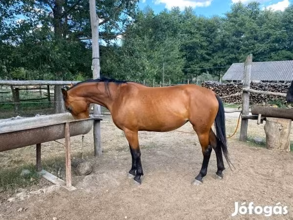 Kobila, Nonius horse