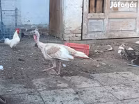 Turkeys — الصورة 2