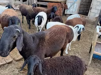 雄羊, Hissar sheep — 写真 5