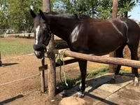 Кобила, Nonius horse — фото 1