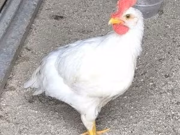 Leghorn