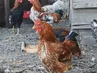 Chickens — zdjęcie 3