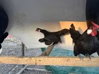 Chickens — zdjęcie 1