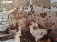 Chickens — الصورة 3