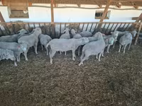 Bélier, Merino sheep — photo 3