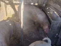 母猪, Pigs — 照片 8