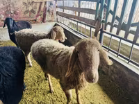Brebis, Arashan sheep — photo 1