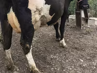 Cow, Russian Black pied cattle — photo 5