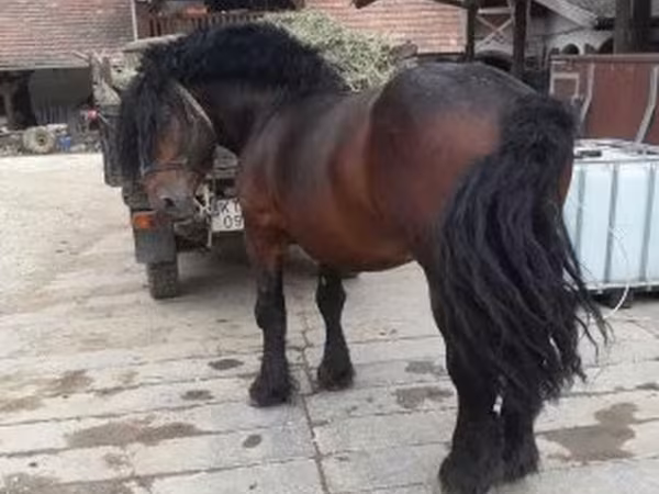 Caballos (lote, sexo no especificado), Caballos