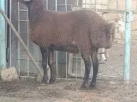 Ram, Sheep — photo 1