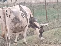 Krava, Russian Black pied cattle — fotografija 8