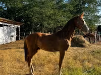 Mare, Dutch warmblood horse — photo 5
