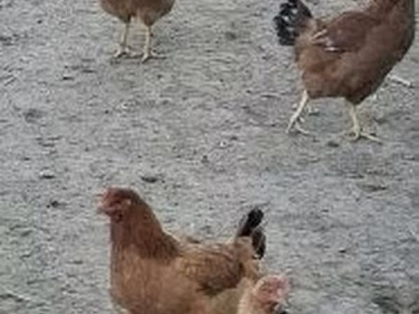 gallina danesa