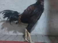 Chickens — fotografija 3
