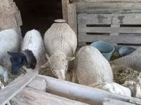 Ovelha, Ovelhas — foto 1
