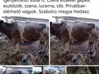 母牛, Simmental cattle — 照片 1