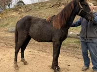 Pastuv, Black Sea breed — fotografija 4