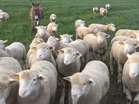Ovan, Ile-de-France sheep — fotografija 6