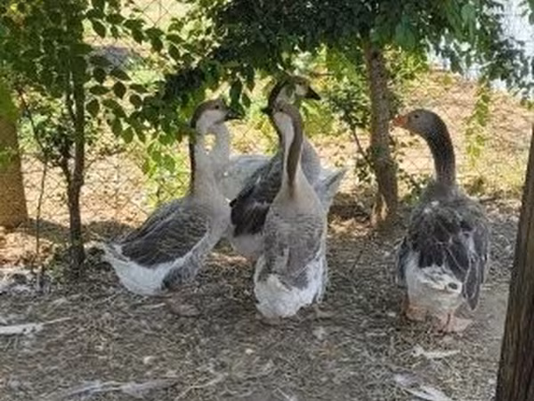 Duńska szara i szarobrokatna gęś — Węgry