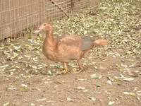 Ducks — foto 5