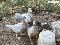 Ducks — 照片 2