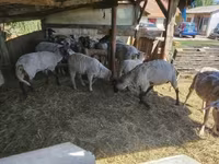 Brebis, Moutons — photo 2