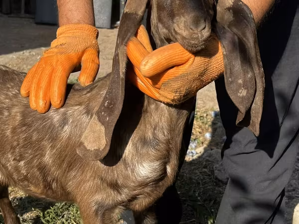 Koza, Kamori goats