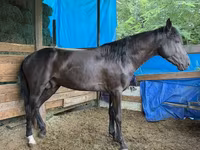 Pastuv, French Trotter — fotografija 1