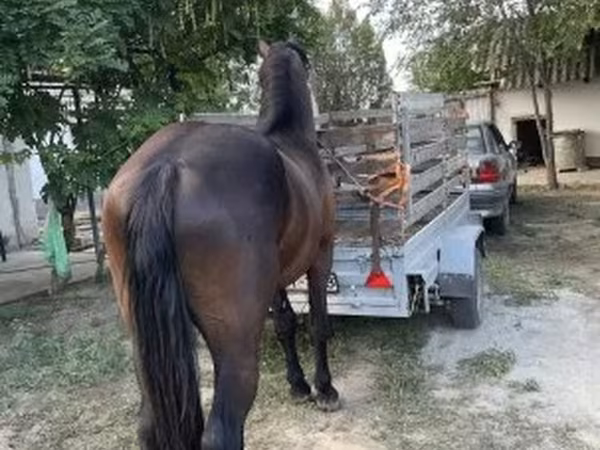 Pastuv, Friesian