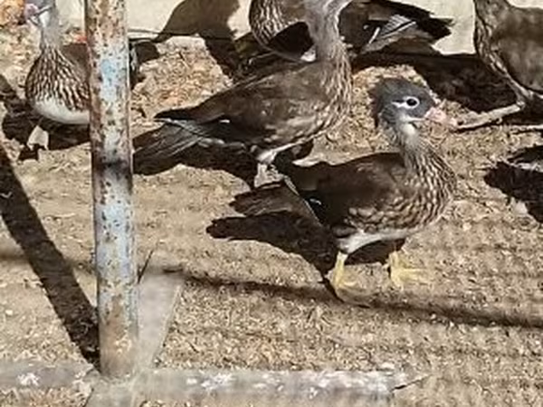 Ducks — Угорщина