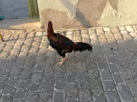 Chickens — fotografija 4