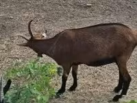 Koza, Alpine goat — zdjęcie 3