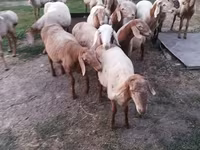 Ovan, Rhon sheep — fotografija 4