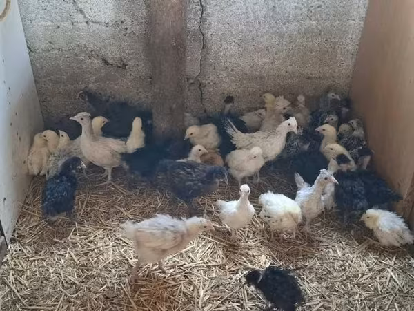 Chickens