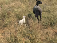 Ovca, Romanov sheep — fotografija 2