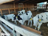 公牛, Holstein breed — 照片 1