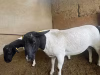 भेड़, Dorper sheep — फ़ोटो 2