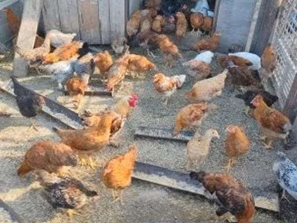 Chickens — Węgry