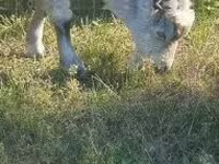 Keçi, Alpine goat — foto 2