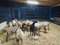 Ovca, Katum sheep — fotografija 1