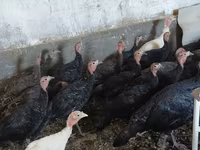 Turkeys — fotografija 1
