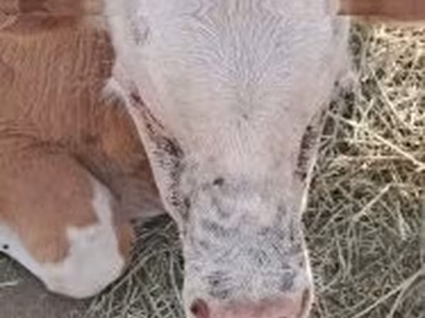 Goveda (partija, pol nije naveden), Simmental cattle
